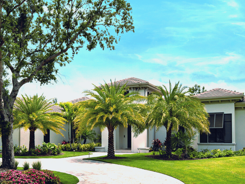 The Top 10 Palm Trees for Texas & Where to Plant Them!